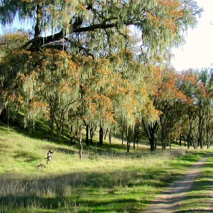 Oaks with Ramalina, Santa Ynez Valley, SBBG Photo Contest 2013