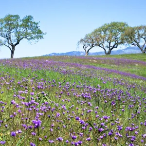 Oak woodland, Field of Dichelostemma, SBBG Photo Contest 2013