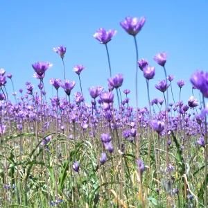 Field of Dichelostemma, SBBG Photo Contest 2013
