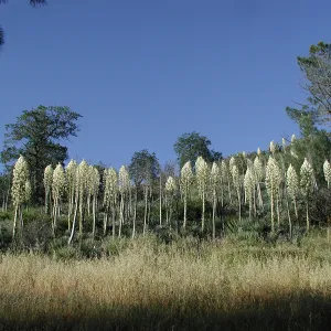 Hillside with blooming yucca inflorescences, SBBG Photo Contest 2013
