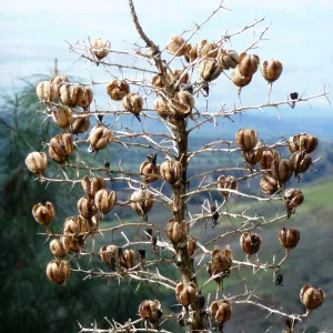 Yucca inflorescence in fruit, SBBG Photo Contest 2013