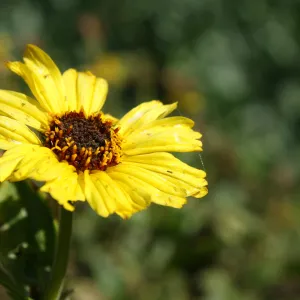 yellow sunflower, SBBG Photo Contest 2013
