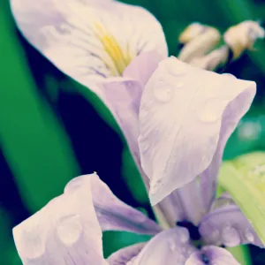 native Iris, lavender, SBBG Photo Contest 2013