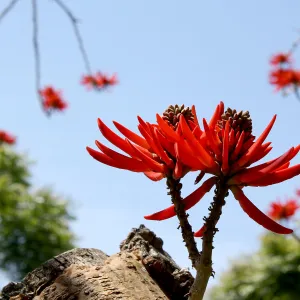 Erythrina coralloides in bloom, SBBG Photo Contest 2013