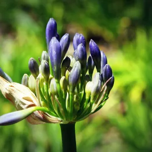 Allium flowers in home garden, SBBG Photo Contest 2013