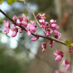 Cercis, Cachuma Lake, SBBG Photo Contest 2013
