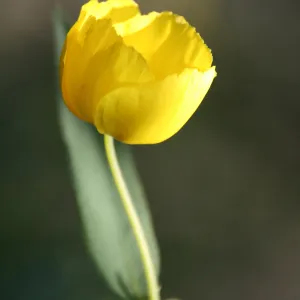 Awakening, Santa Barbara foothills, SBBG Photo Contest 2013