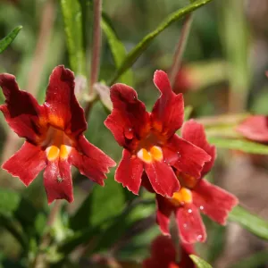 Red Monkeys, red monkey flowers, Mimulus Jesusita Phoenix, SBBG, SBBG Photo Contest 2013