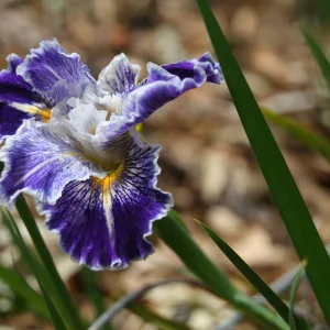 Ruffles an Spikes: native iris, SBBG, SBBG Photo Contest 2013