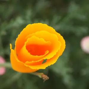 California Gold, UCSB Preserve, California poppy flower, SBBG Photo Contest 2013