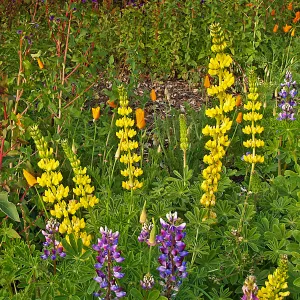 Field of yellow Lupine, SBBG wildflower display, SBBG Photo Contest 2013