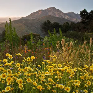 Tidy Tips on the Porter Trail, SBBG Photo Contest 2013