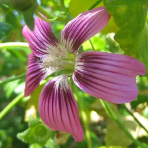 lavatera flower in the SBBG Conservation Display, SBBG Photo Contest 2013
