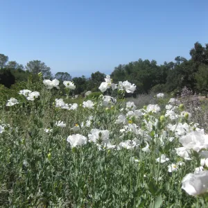 Matilija Poppies in the Meadow, view to the Blaskley Boulder, SBBG Photo Contest 2013