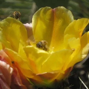 Yellow cactus flower, SBBG Desert Section, SBBG Photo Contest 2013