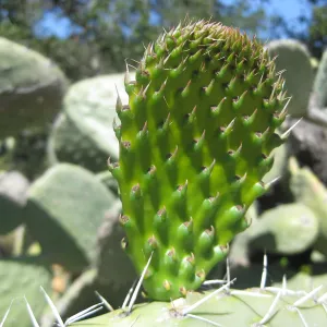 cactus pad (Prickly-pear) with spines, SBBG Desert Section, SBBG Photo Contest 2013
