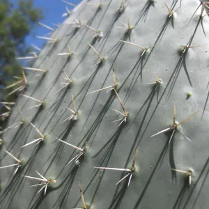 cactus pad (Prickly-pear) with spines, shadow, SBBG Desert Section, SBBG Photo Contest 2013