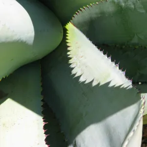 spiny Agave (Century Plant) at SBBG, SBBG Photo Contest 2013