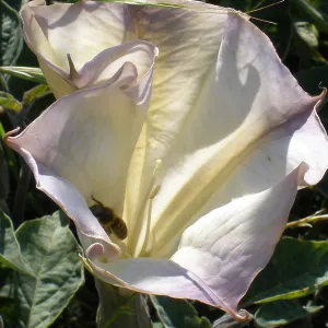 Tunnel Road, SBBG Photo Contest 2013