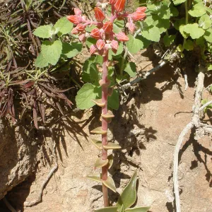 Dudleya (liveforever), Tunnel Road, SBBG Photo Contest 2013