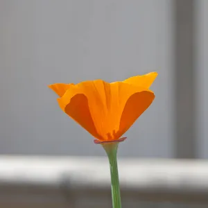 California poppy, SBBG Photo Contest 2013