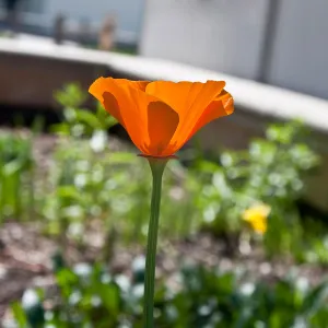California poppy, SBBG Photo Contest 2013