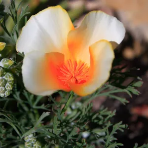 Creamy white and orange tinged poppy flower, SBBG Photo Contest 2013