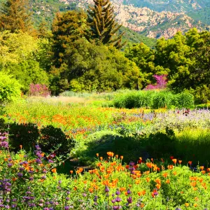 SBBG Meadow with wildflowers, SBBG Photo Contest 2013