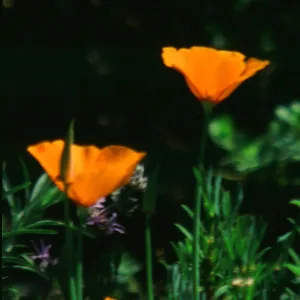 California Poppies, SBBG Photo Contest 2013