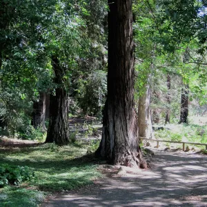 The Redwood Section at SBBG, SBBG Photo Contest 2013
