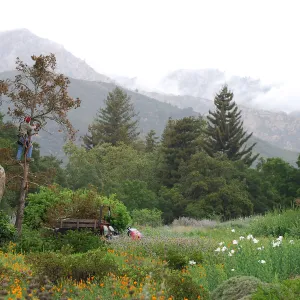 Meadow view to Arlington Peak, removal of the Douglas fir tree by the Blaskley Boulder