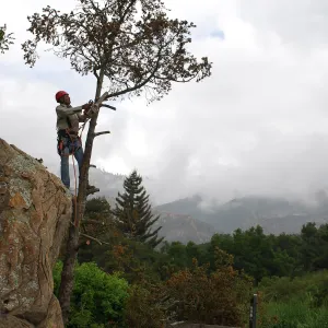 removal of the Douglas fir tree by the Blaskley Boulder