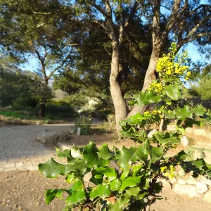 Berberis blooming in the Conservation Display Garden, Spring in the Garden, February 2013, SBBG