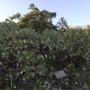 Arctostaphylos hookeri franciscana blooming in the Ground Cover Display, SBBG Meadow, Spring in the Garden, February 2013, SBBG