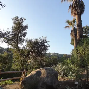 Desert Section, at the Canyon rim, Spring in the Garden, February 2013, SBBG