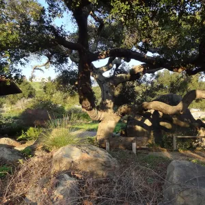 Coast live oak, Information Kiosk, Blaksley Boulder, Spring in the Garden, February 2013, SBBG