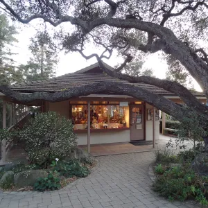 Garden Shop, entrance oak, Spring in the Garden, February 2013, SBBG