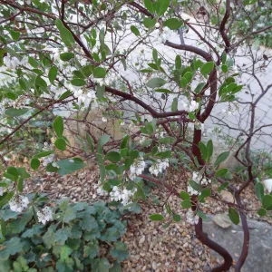 Arctostaphylos (Manzanita) blooming at the Garden Entrance, Spring in the Garden, February 2013, SBBG