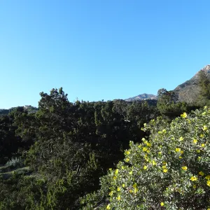 Dendromecon blooming on the eastern edge of the Meadow, view to La Cumbre Peak, Spring in the Garden, February 2013, SBBG