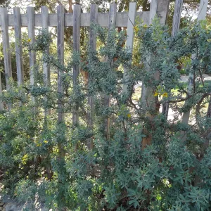 fence along parking lot, Spring in the Garden, February 2013, SBBG