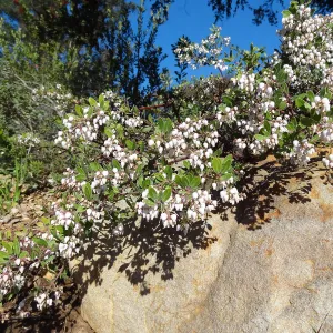 Arctostaphylos (Manzanita) with shadow on sandstone boulder, Porter Trail, Spring in the Garden, February 2013, SBBG