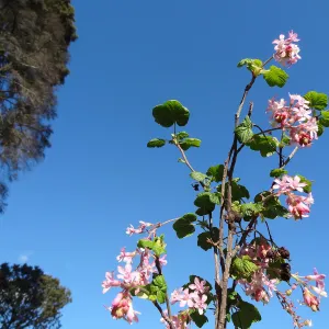 Porter Trail, Spring in the Garden, February 2013, SBBG