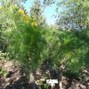 Porter Trail, Spring in the Garden, February 2013, SBBG