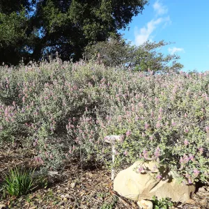Porter Trail, Spring in the Garden, February 2013, SBBG