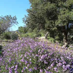 Verbena lilacina, Porter Trail, Spring in the Garden, February 2013, SBBG