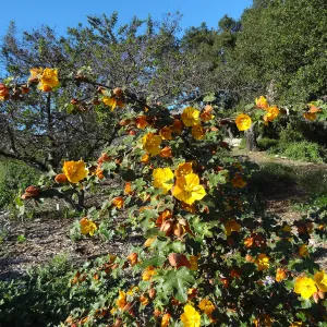 Fremontodendron, Porter Trail, Spring in the Garden, February 2013, SBBG