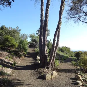 Porter Trail, Spring in the Garden, February 2013, SBBG