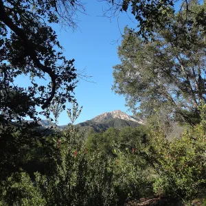 Porter Trail, view to La Cumbre Peak, Spring in the Garden, February 2013, SBBG