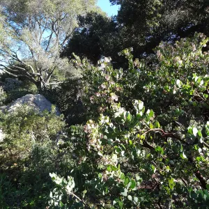 Manzanita Section, Spring in the Garden, February 2013, SBBG