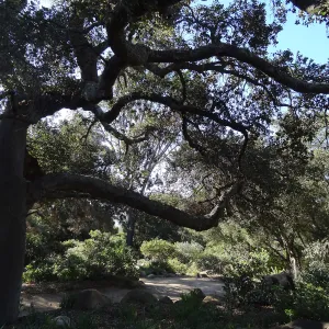 Manzanita Section, Spring in the Garden, February 2013, SBBG